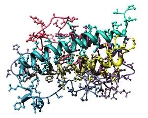 Human growth hormone