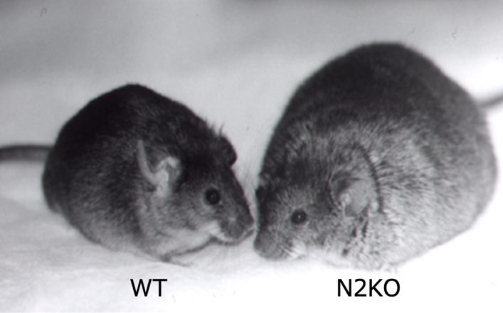 Two mice stand next to one another with the text "WT" written under the mouse on the left and the text "N2KO" written under the mouse on the right.